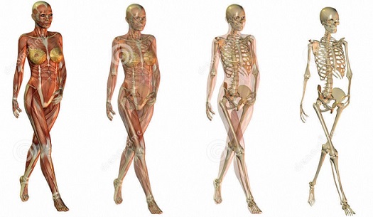 anatomy-female-body-anatomy-bone-anatomy-human-body-1-1.jpg