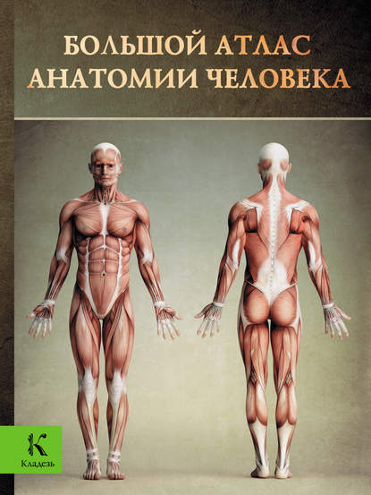 Большой атлас анатомии человека.jpg